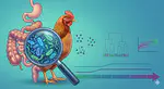 Clustering analysis of cecal microbiota dynamics in Eimeria maxima-infected chickens